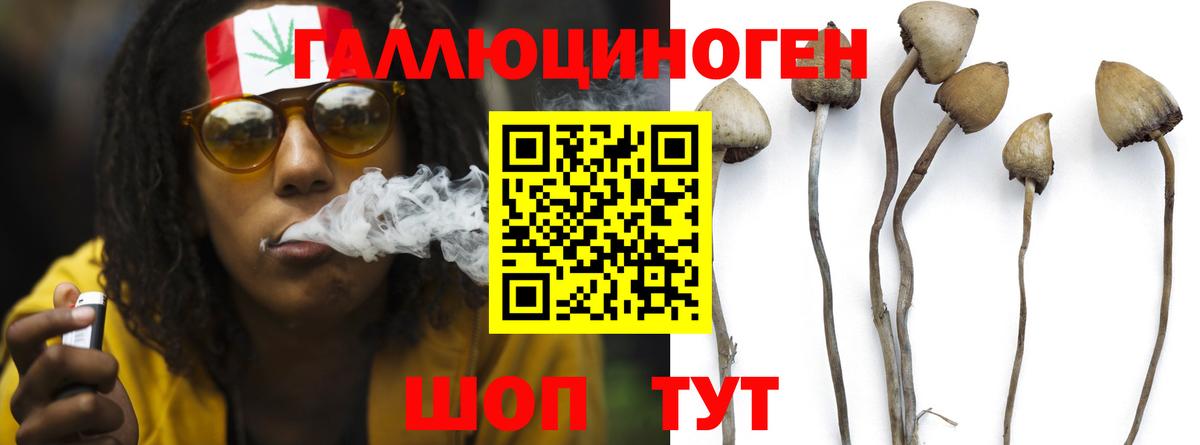 Псилоцибиновые грибы Psilocybine cubensis Барабинск